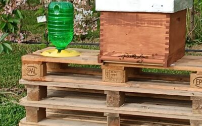 Nakon 65 godina ponovno krećemo s uzgojem pčela