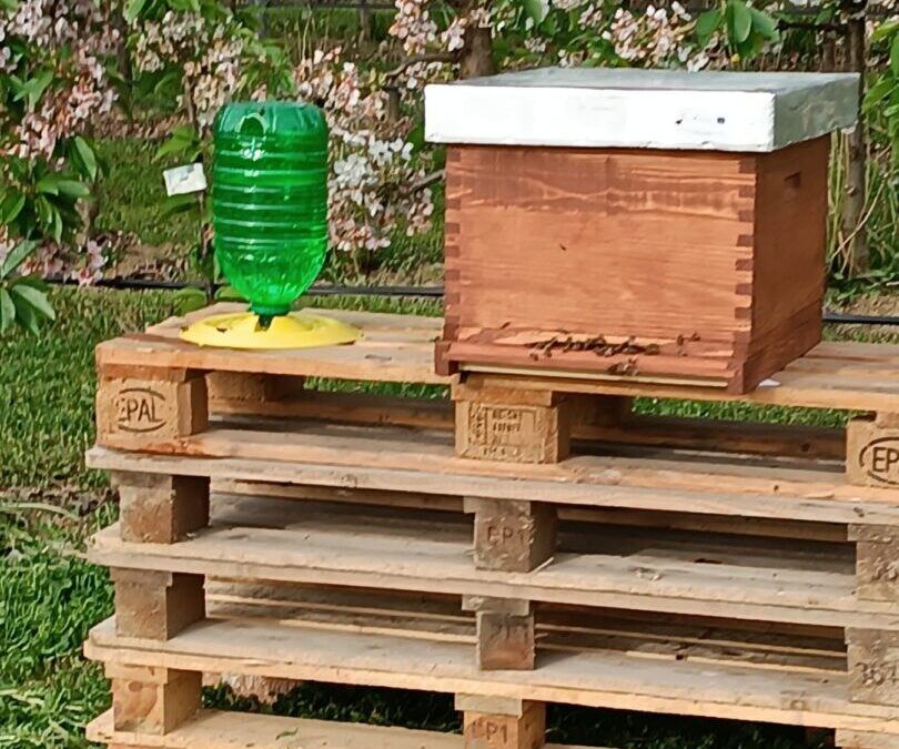 Nakon 65 godina ponovno krećemo s uzgojem pčela