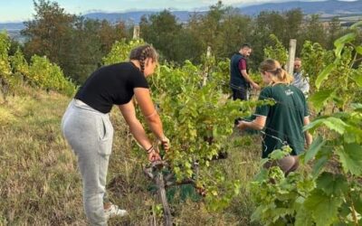 Početak nastavne godine obilježen berbom graševine