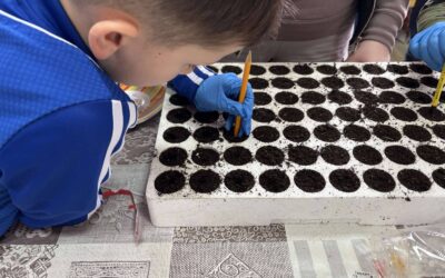 Sjetva sjemena različitih povrtnih kultura