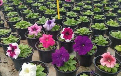 OBAVIJEST NAŠIM VJERNIM KUPCIMA!