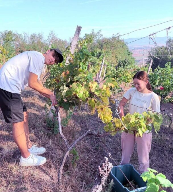 Zajedničkim snagama u školskom vinogradu!️